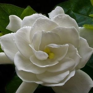 Meet your Posher, Mamie